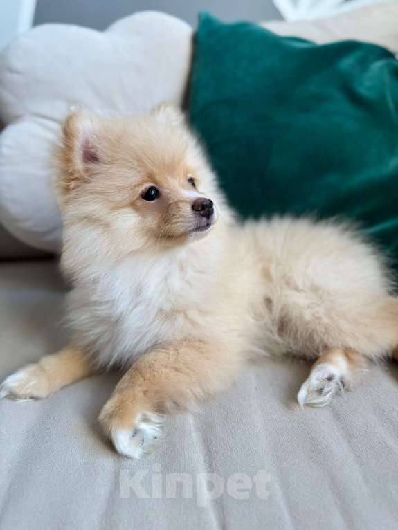 Собаки в Москве: Щенки померанского шпица редкий окрас! Девочка, 52 000 руб. - фото 3