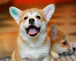 Собаки в Тольятти: Вельш-корги-пемброк Мальчик, 60 000 руб. - фото 1
