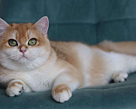 Кошки в Владивостоке: Британский котёнок редкого окраса Девочка, 100 000 руб. - фото 5