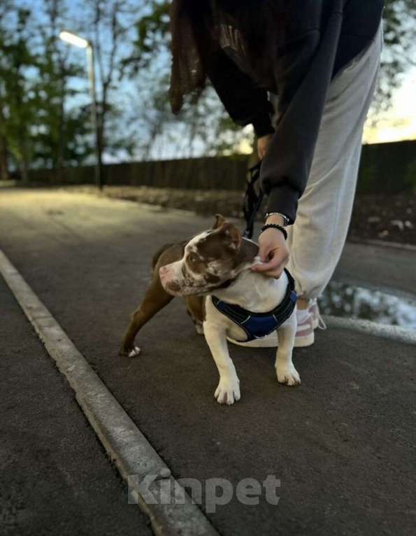 Собаки в Краснодаре: Американский булли мальчик Мальчик, Бесплатно - фото 4