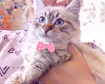 Кошки в Краснодаре: Котята Невская маскарадная color point blue пушистый Мальчик, 28 000 руб. - фото 10