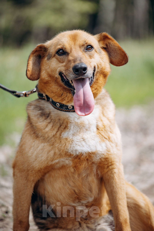 Собаки в Москве: Компактный домашний пёсик в поисках дома.  Мальчик, Бесплатно - фото 6