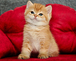 Кошки в Краснодаре: Бритаский мальчик шоколадное золото Мальчик, 40 000 руб. - фото 1