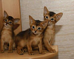 Кошки в Калаче-На-Доне: Абиссинские котята, 25 000 руб. - фото 4
