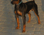 Собаки в Севастополе: Вязка,привозной выставочный кобель цвергпинчер,РКФ Мальчик, 3 000 руб. - фото 3