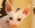 Кошки в Ливны: Красивые котята корниш рекс, 45 000 руб. - фото 2