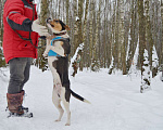 Собаки в Москве: Невероятно обаятельный и игривый метис амстаффа Мальчик, Бесплатно - фото 3