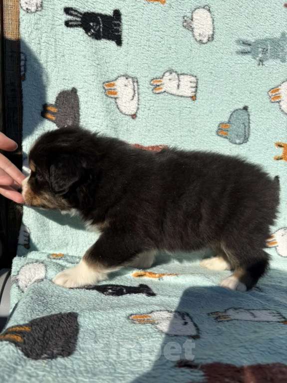 Собаки в Бикине: Аусси Мальчик, 50 000 руб. - фото 1