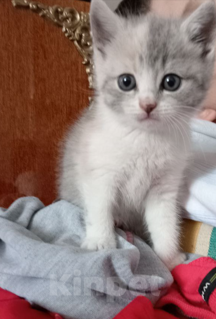 Кошки в Москве: Котята от русского голубого кота и британской мамы в дар Мальчик, 1 руб. - фото 4