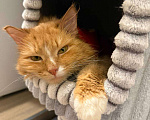 Кошки в Москве: Рыжий кот в добрые руки Мальчик, Бесплатно - фото 7