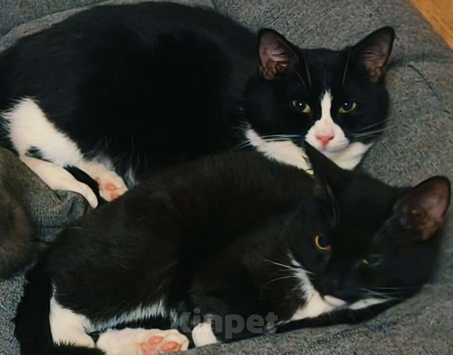 Кошки в Электростали: Потерялась кошека  Девочка, 5 000 руб. - фото 3