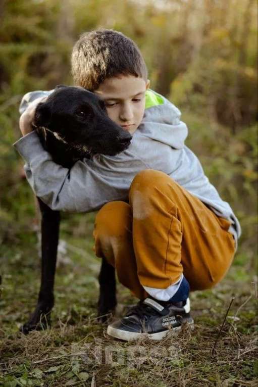 Собаки в Москве: Чудесный Лорд ищет свою семью Мальчик, Бесплатно - фото 10