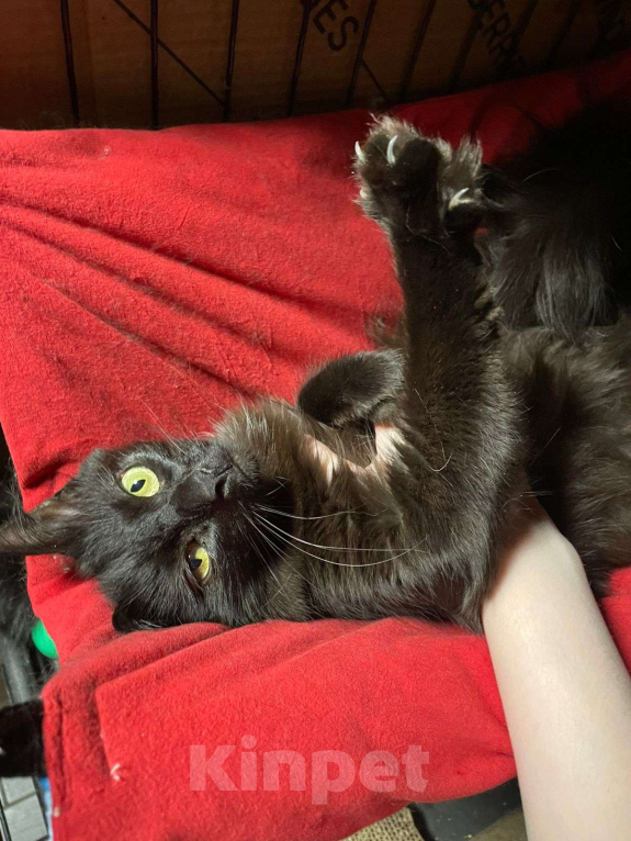 Кошки в Москве: Кошка Тучка 3 года живёт в клетке приюта Девочка, Бесплатно - фото 5