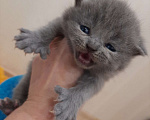 Кошки в Коломне: Полидактильные шотландцы из Канады! Мальчик, 40 000 руб. - фото 10