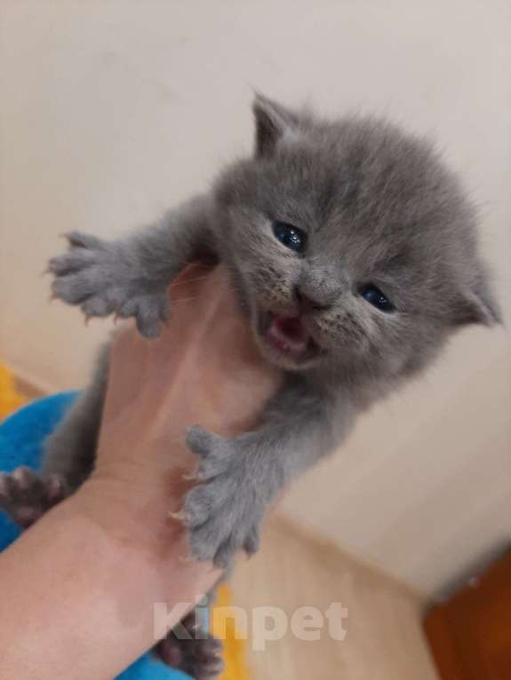Кошки в Коломне: Полидактильные шотландцы из Канады! Мальчик, 40 000 руб. - фото 10