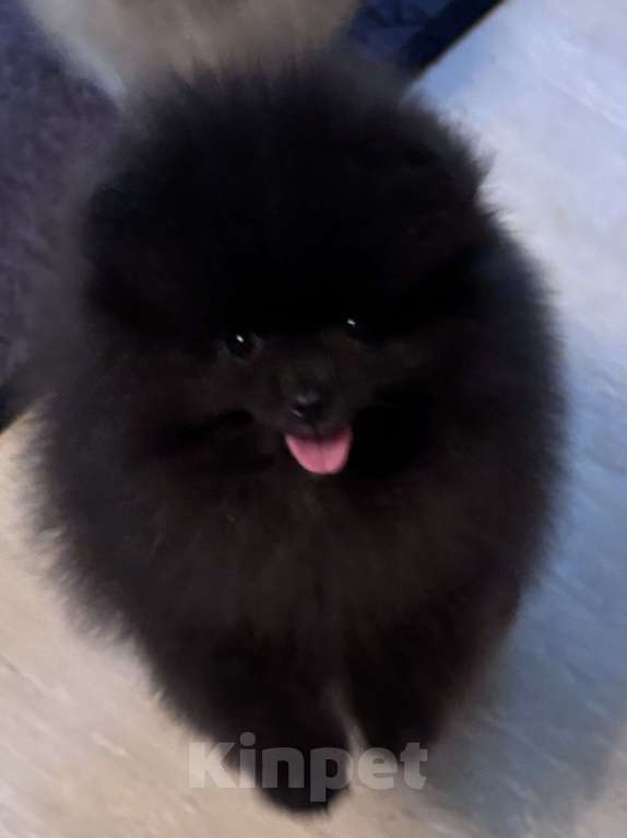 Собаки в Петергофе: Очаровашка мальчишка  Мальчик, 40 000 руб. - фото 1