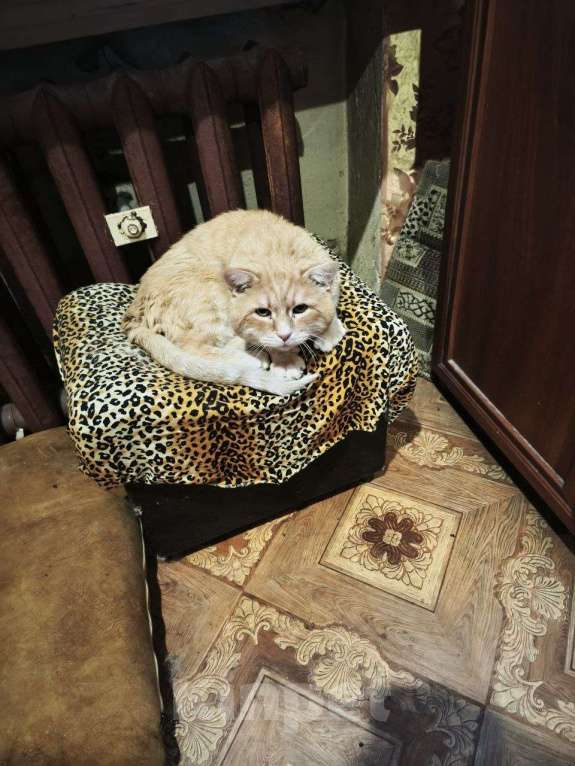 Кошки в Санкт-Петербурге: Златик ищет хозяина Мальчик, Бесплатно - фото 2