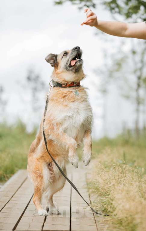 Собаки в Москве: Люша-Плюша – собака, в глазах которой светится счастье, когда она видит человека! Девочка, Бесплатно - фото 5
