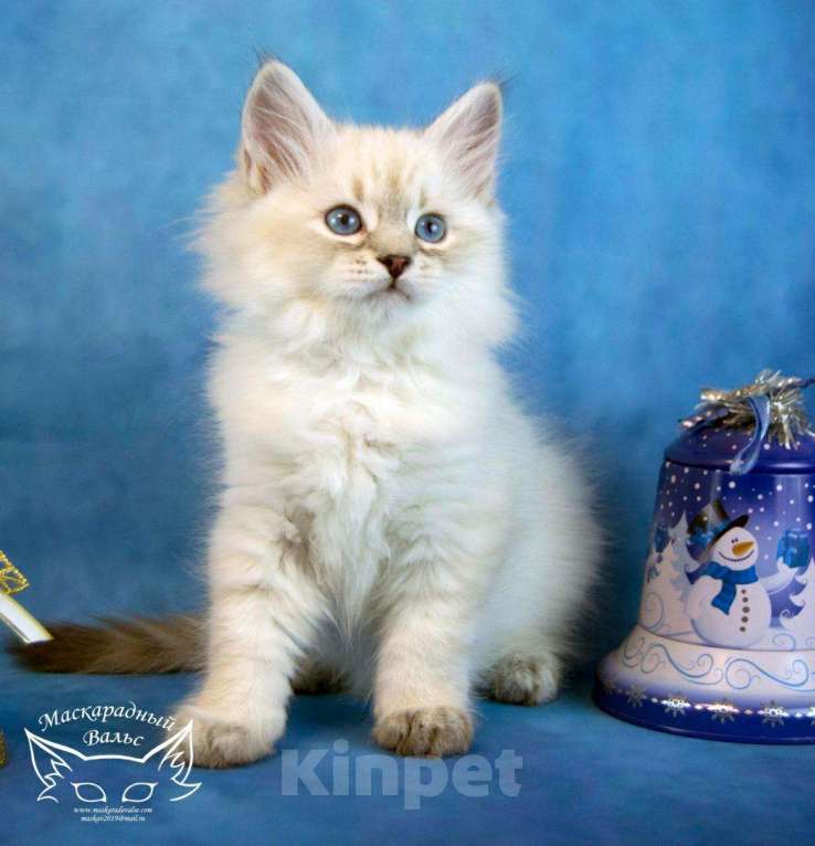 Кошки в Ливны: Невские маскарадные котята, 1 руб. - фото 1