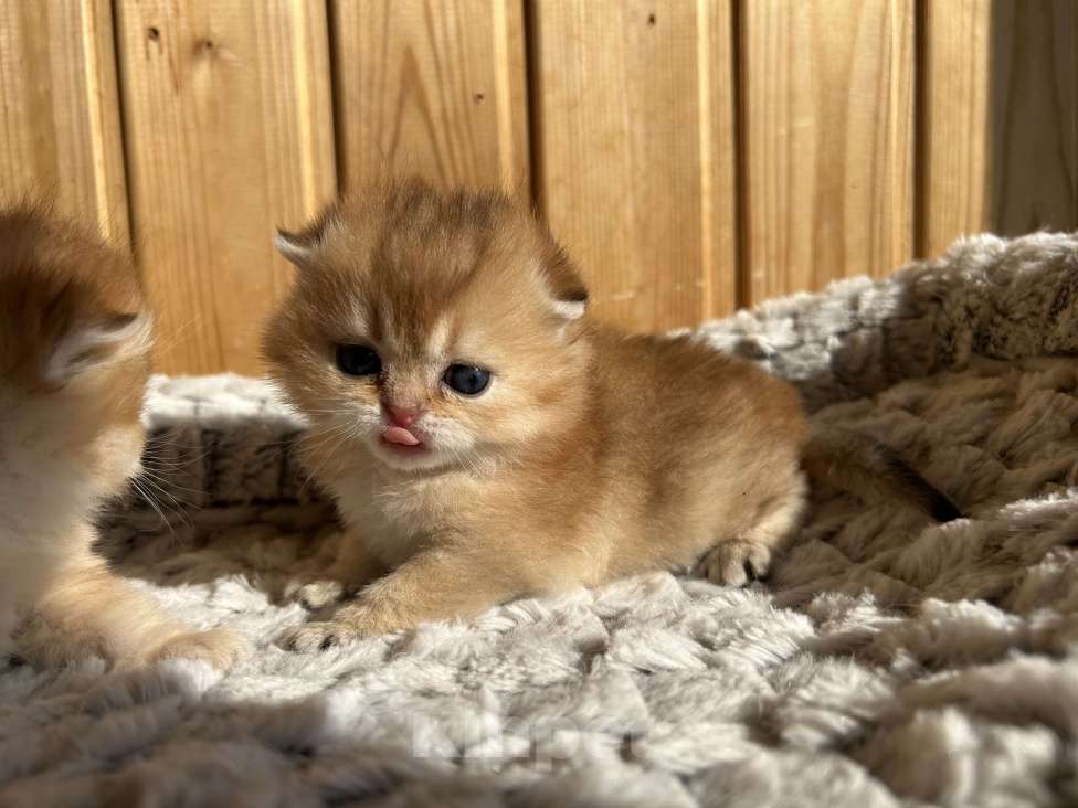 Кошки в Москве: Шотландские вислоухие котята Мальчик, 35 000 руб. - фото 1