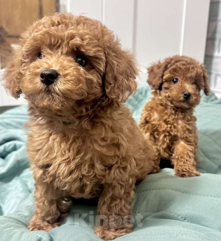 Собаки в Москве: Той Пудель  Теодор Мальчик, 140 000 руб. - фото 3