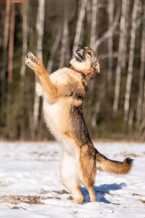 Собаки в Клине: Кейси — трогательная собачка Девочка, Бесплатно - фото 5
