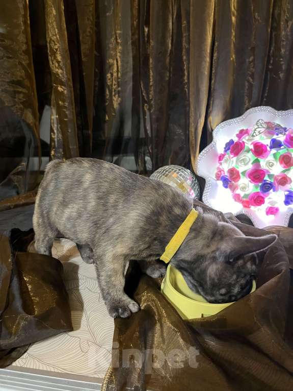 Собаки в Москве: Французский бульдог щенок Девочка, 35 000 руб. - фото 2