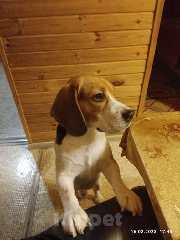 Собаки в Балашихе: Лана Девочка, 30 000 руб. - фото 5