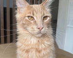 Кошки в Санкт-Петербурге: Продаю котят Мейн-Куна Мальчик, 50 000 руб. - фото 3