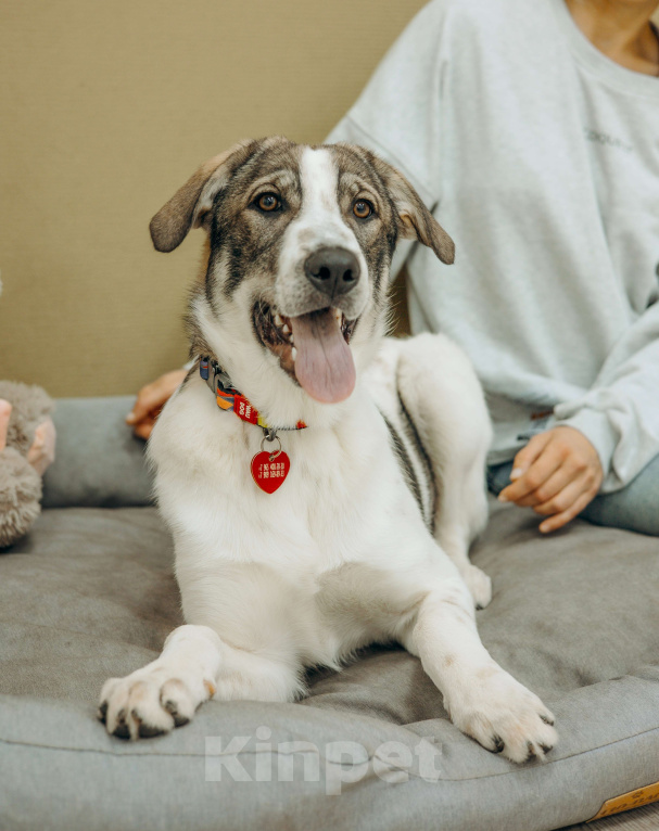 Собаки в Москве: Щенки бесплатно в Москве Девочка, Бесплатно - фото 4