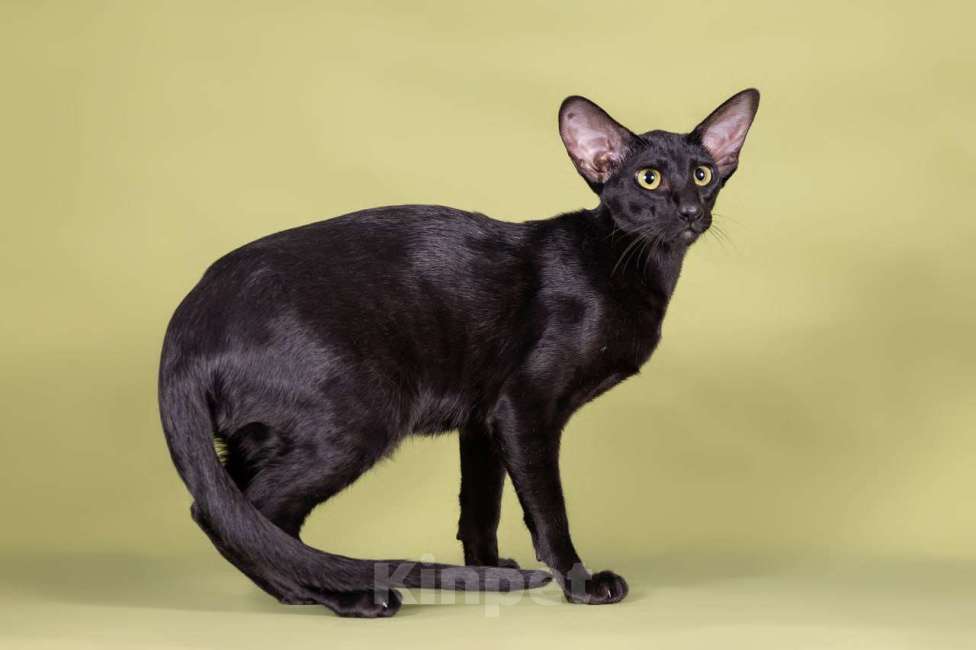 Кошки в Томске: Ориентальная кошечка Девочка, 50 000 руб. - фото 2