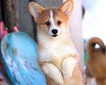 Собаки в Москве: вельш корги пемброк Девочка, 40 000 руб. - фото 3