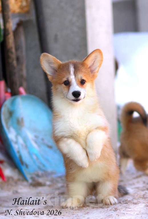 Собаки в Москве: вельш корги пемброк Девочка, 40 000 руб. - фото 3