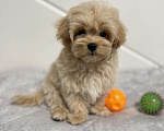 Собаки в Саратове: Мальчик Мальтипу Мальчик, 120 000 руб. - фото 2