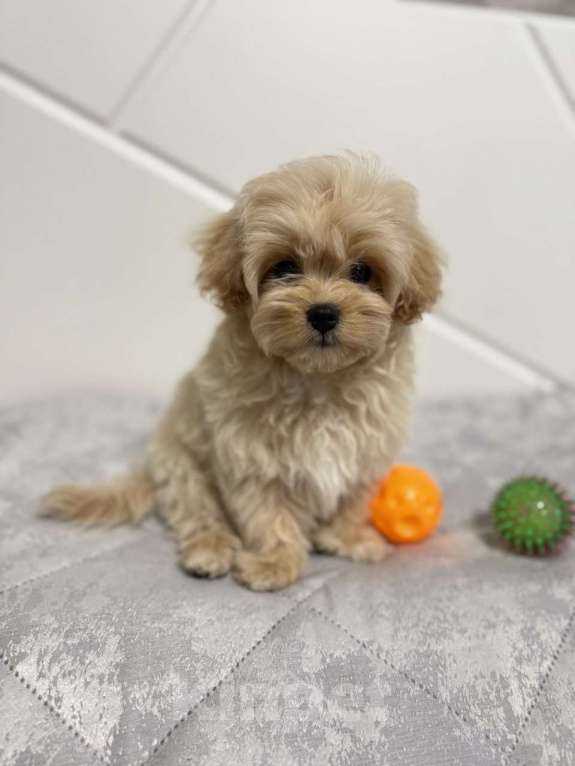 Собаки в Саратове: Мальчик Мальтипу Мальчик, 120 000 руб. - фото 2
