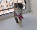 Кошки в Москве: Шотландский вислоухий короткошёрстный котёнок Девочка, 12 000 руб. - фото 5