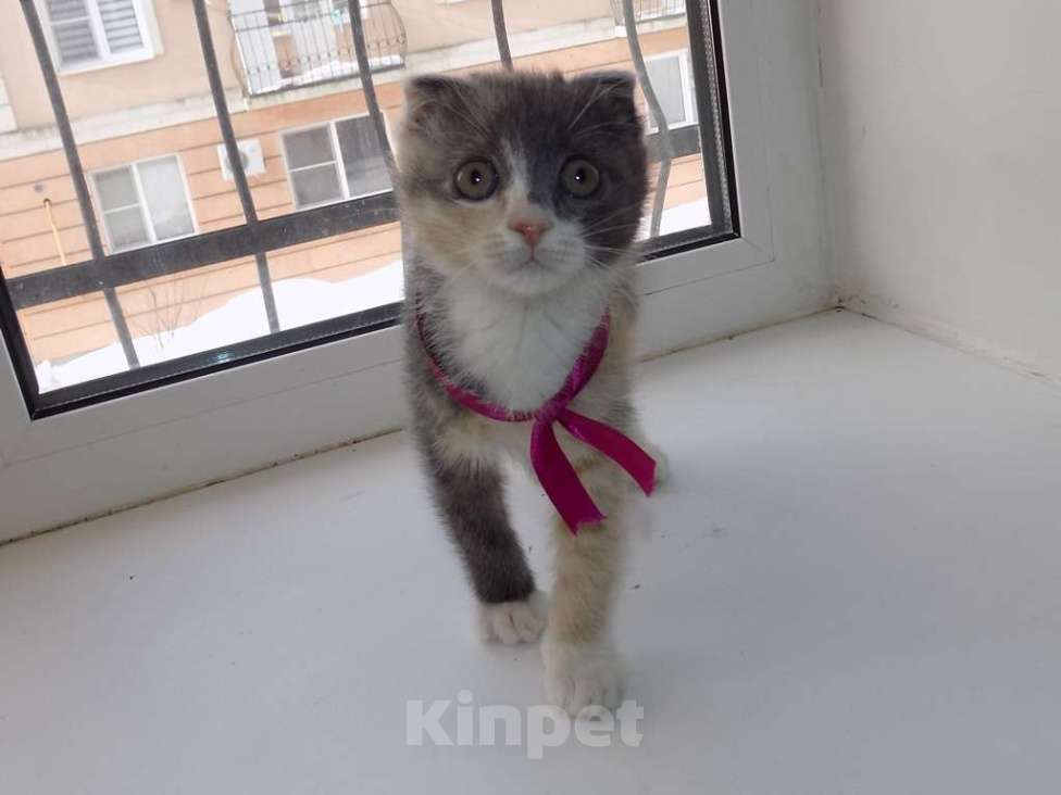 Кошки в Москве: Шотландский вислоухий короткошёрстный котёнок Девочка, 12 000 руб. - фото 5