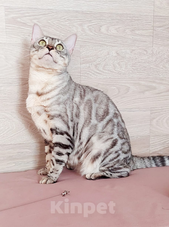 Кошки в Москве: Бенгальская кошка Девочка, Бесплатно - фото 1