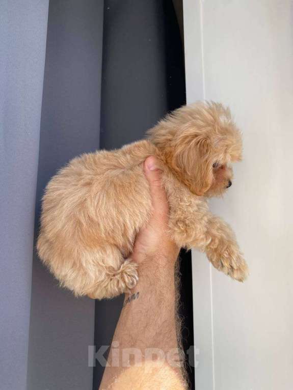 Собаки в Москве: Мальтипу ф1 мини бэбифейс Мальчик, 100 000 руб. - фото 6