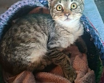 Кошки в Калуге: Котёнок в добрые руки Девочка, Бесплатно - фото 6