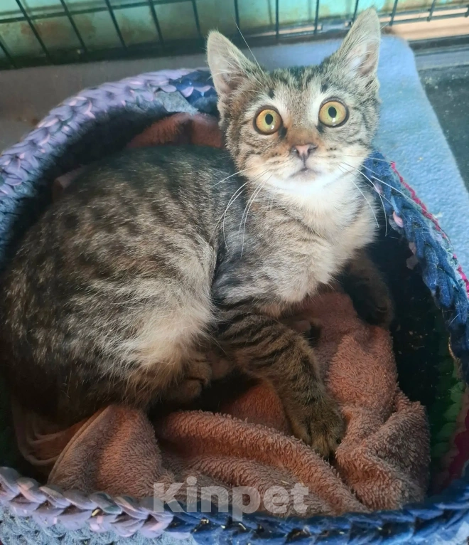 Кошки в Калуге: Котёнок в добрые руки Девочка, Бесплатно - фото 6