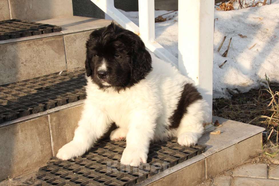 Собаки в других городах Московской области: Щенки Ландсира Девочка, Бесплатно - фото 7