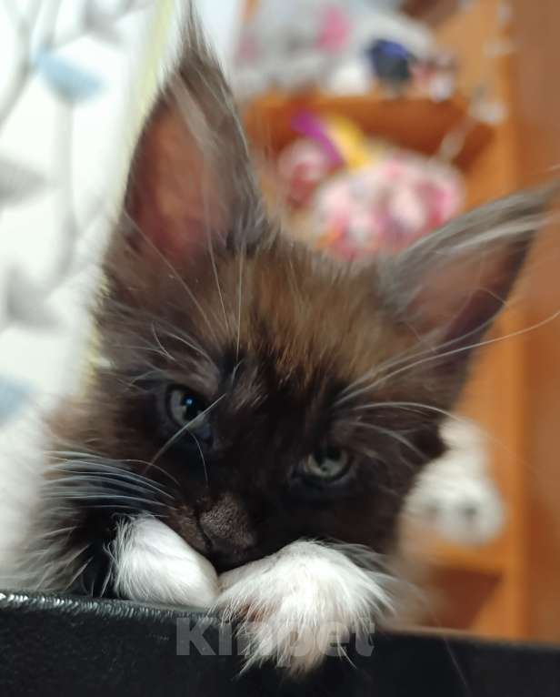 Кошки в Москве: Девочка черный дым с белым Девочка, 30 000 руб. - фото 3