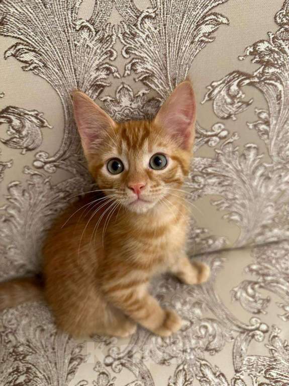 Кошки в Москве: Рыжие котята от мамы мейн-куна Мальчик, 1 руб. - фото 4