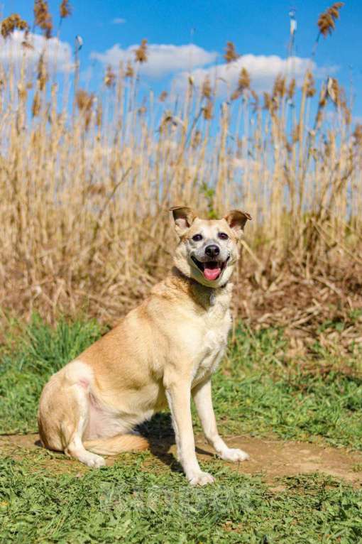Собаки в Москве: Рыжая собачка Бренди в добрые руки Девочка, 1 руб. - фото 5