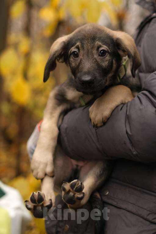 Собаки в Санкт-Петербурге: Мальчик 2 Мальчик, Бесплатно - фото 7