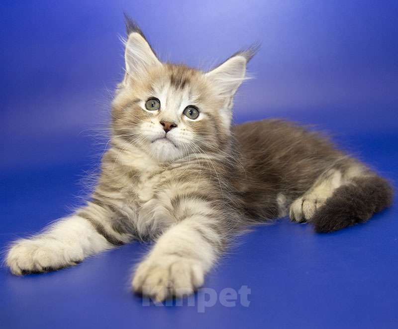 Кошки в Москве: Котенок Мейн Кун Мальчик, 40 000 руб. - фото 1