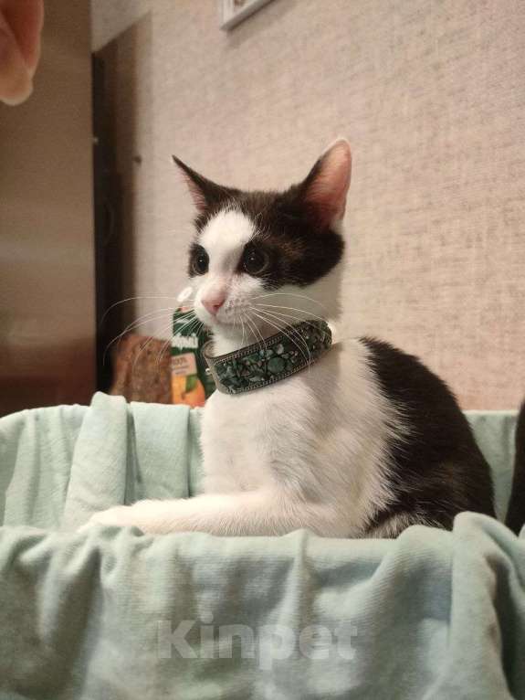 Кошки в Москве: Кошечка ищет дом Девочка, 300 руб. - фото 1