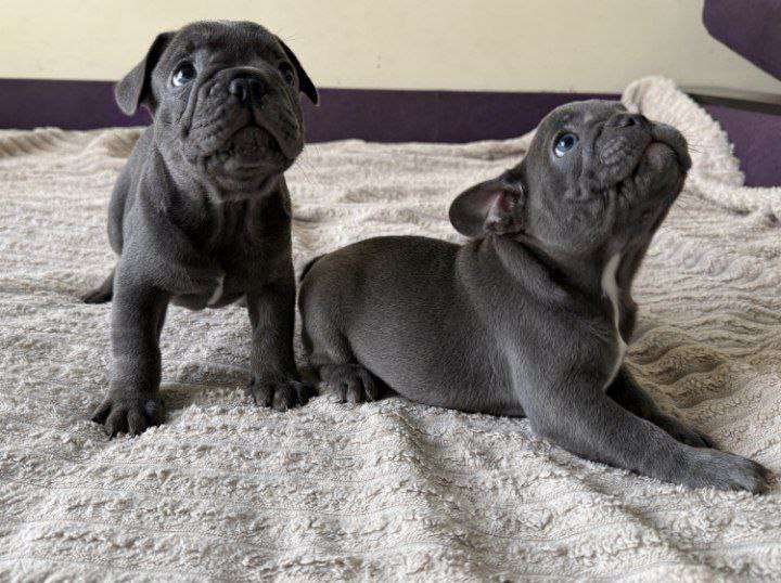 Собаки в Пскове: французский бульдог 3 месяца  Мальчик, 19 000 руб. - фото 3