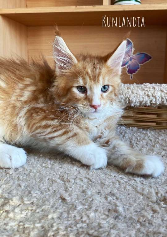 Кошки в Екатеринбурге: мальчик Мальчик, 50 000 руб. - фото 3